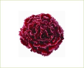 Carnation Nobbio Dolce Nero 70 A1 Geoflora CO buy wholesale on M-Flowers