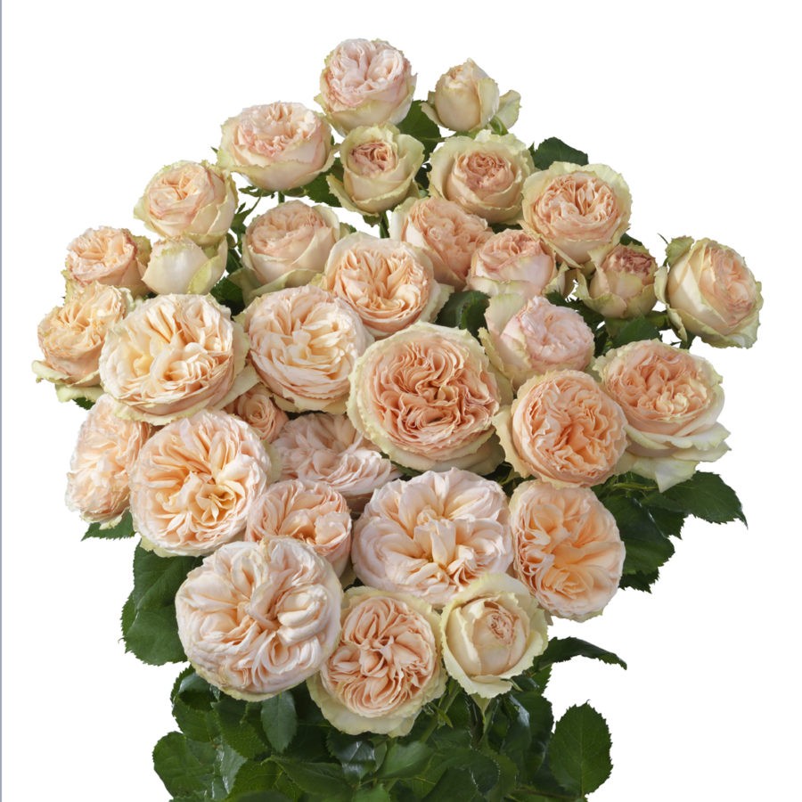 Spray roses Gentle Trendsetter peach 40 A1 PANOCAL INTERNATIONAL LTD Kenya buy wholesale on M-Flowers