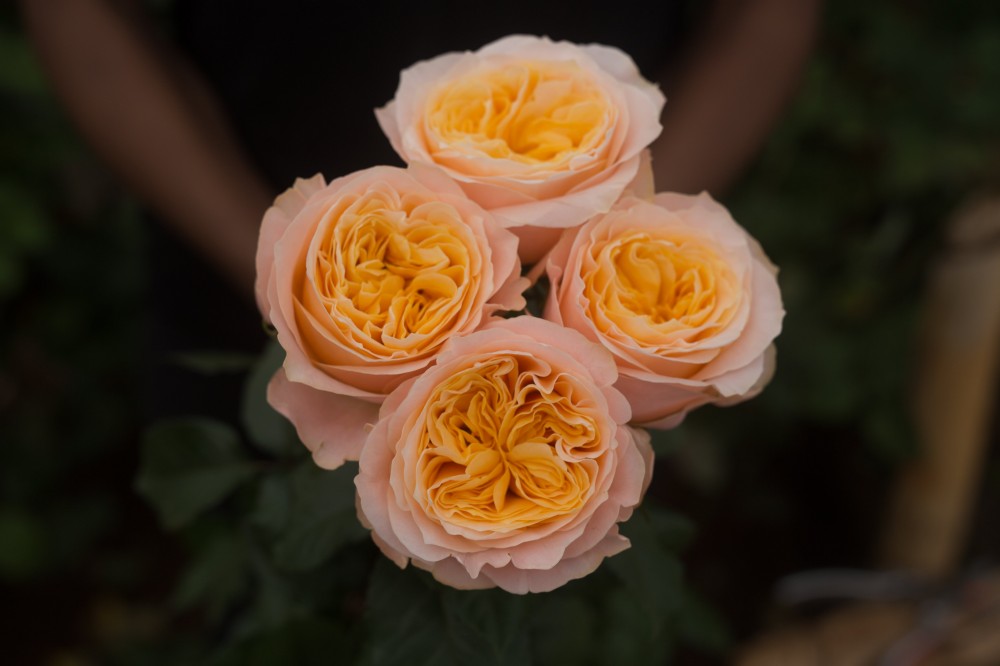 Garden Rose Imagine orange 53 A1 Garden Rose Imagine 53 A1 TAMBUZI LTD KE comprar al por mayor en M-Flowers