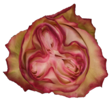 Garden Rose Country Candy 50 A1 ROYAL FLOWERS EC buy wholesale on M-Flowers