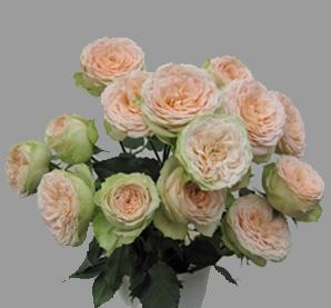 Spray roses Pavlova peach 50 A1 Tambuzi Limited Kenya comprar al por mayor en M-Flowers