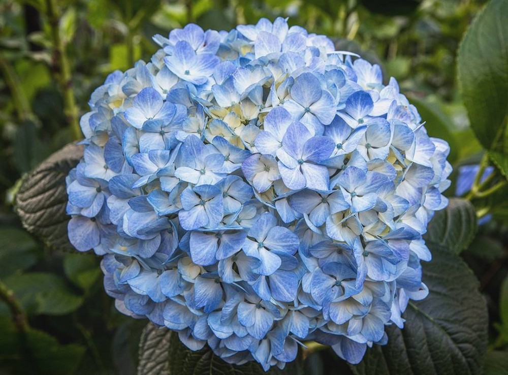 Hydrangea Blue Premium 60 A1 Sky Flowers CO buy wholesale on M-Flowers