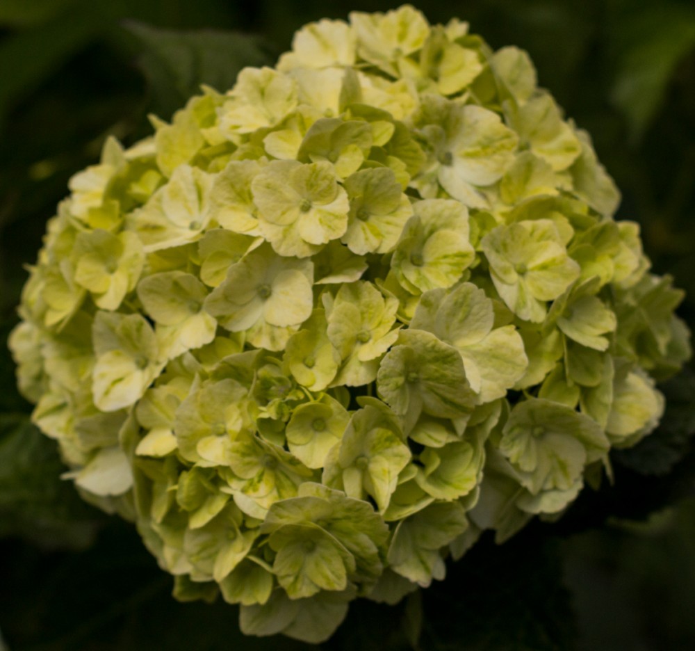 Hydrangea Lime Green-Kiwi Select green 60 A1 Surandina de flores Colombia comprar al por mayor en M-Flowers