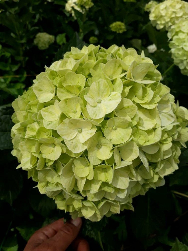 Hydrangea Lime Green-Kiwi Premium green 60 A1 Surandina de flores Colombia comprar al por mayor en M-Flowers