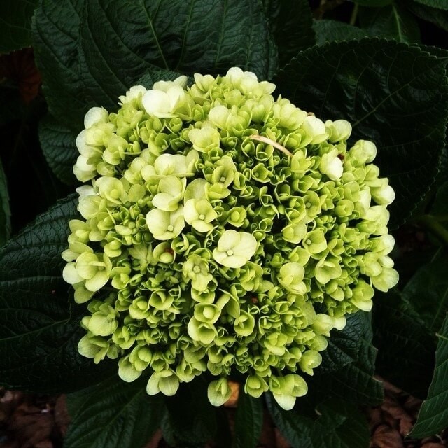 Hydrangea Mini Green green 50 A1 Hortensia Cabogana CIA Ltda Ecuador comprar al por mayor en M-Flowers