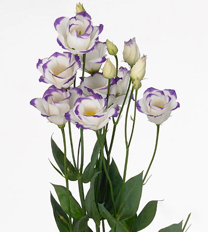 Eustoma Rosita Blue Picotee multicolor 72 A1 Eustoma Rosita Blue Picotee 72 A1 Lugt NL buy wholesale on M-Flowers