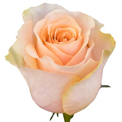 Rose Nectarine peach 60 A1 EcoRoses Ecuador buy wholesale on M-Flowers