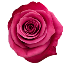 Rose Fantasy berry multicolor 40 A1 Rose Fantasy berry 40 A1 Ecuagarden EC buy wholesale on M-Flowers