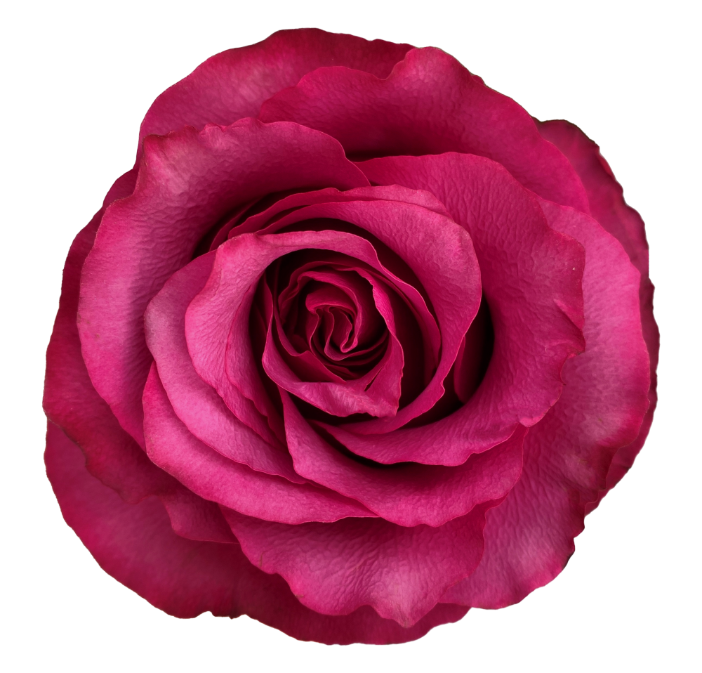 Rose Meli multicolor 70 A1 Cantiza Ecuador buy wholesale on M-Flowers