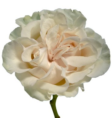 Rose COTTON X-PRESSION white 40 A1 Tierra Verde Ecuador buy wholesale on M-Flowers