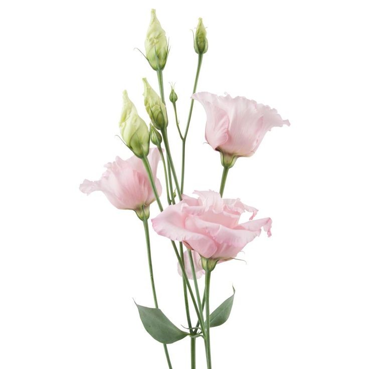 Lisianthus Pink light-pink 70 A1 FRESH EXCHANGE FZCO Kenya buy wholesale on M-Flowers