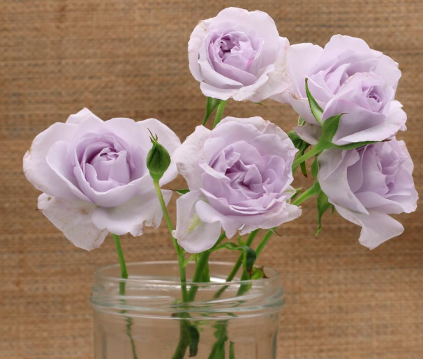 Spray roses Everlasting Lavender 50 A1 TAMBUZI LTD KE comprar al por mayor en M-Flowers