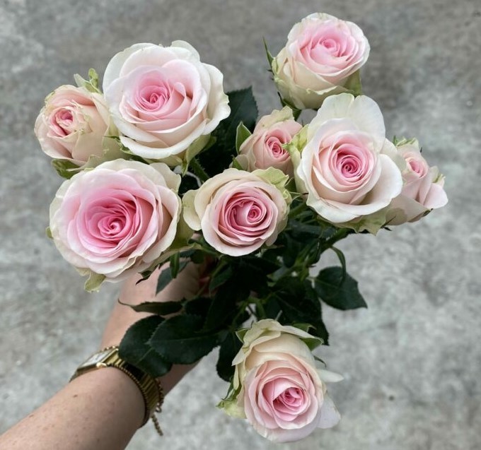 Spray roses Good mood light-pink 50 A1 Karen Roses Kenya buy wholesale on M-Flowers