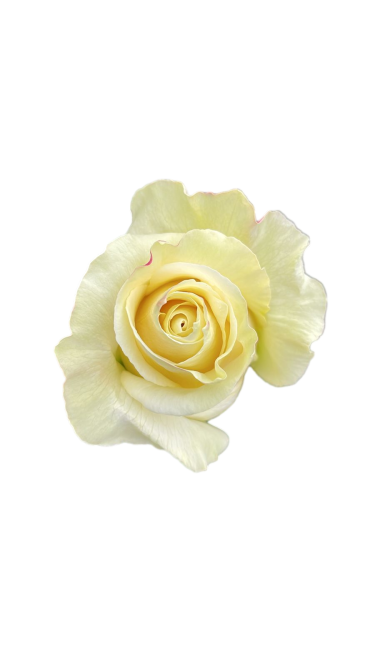 Rose cream shimmer cream 50 A1 Agroterranorte Ecuador buy wholesale on M-Flowers