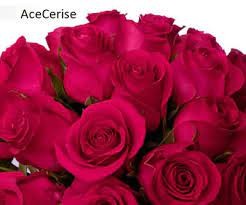 Rose Ace Cerise dark-pink 35 A1 Rose Ace Cerise 35 A1 PJ DAVE FLORA KE buy wholesale on M-Flowers