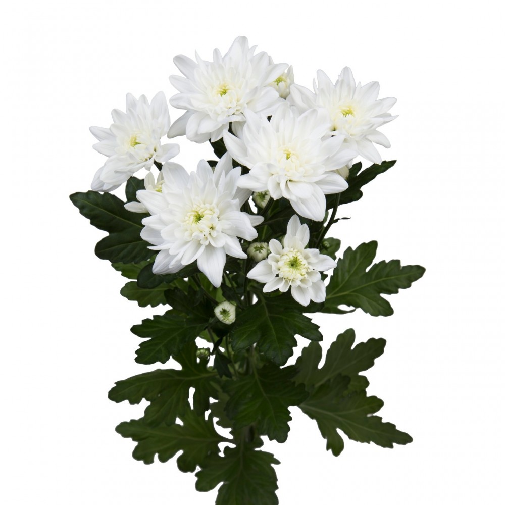 Spray Chrysanthemum Pina Colada White 70 A1 GOLDEN TULIP FARMS LTD KE buy wholesale on M-Flowers