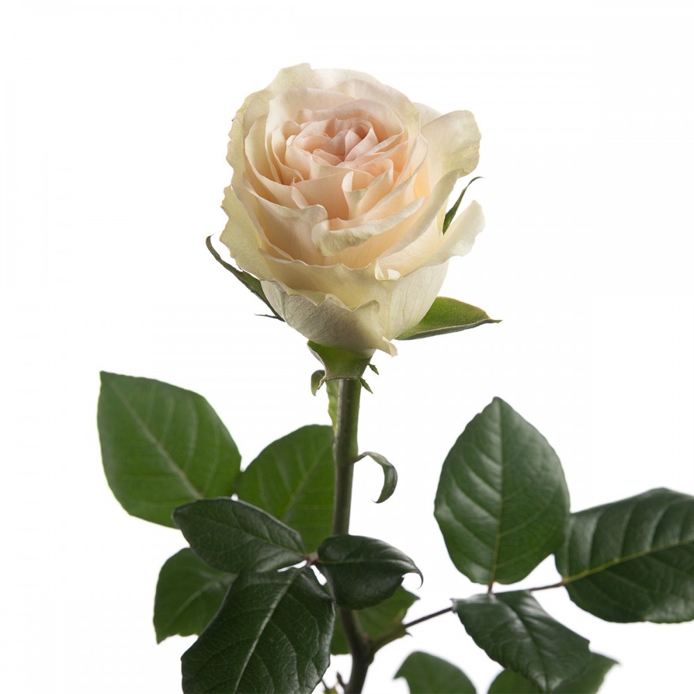 Rose Priority cream 50 A1 Rose Priority 50 A1 Andrea Roses EC buy wholesale on M-Flowers