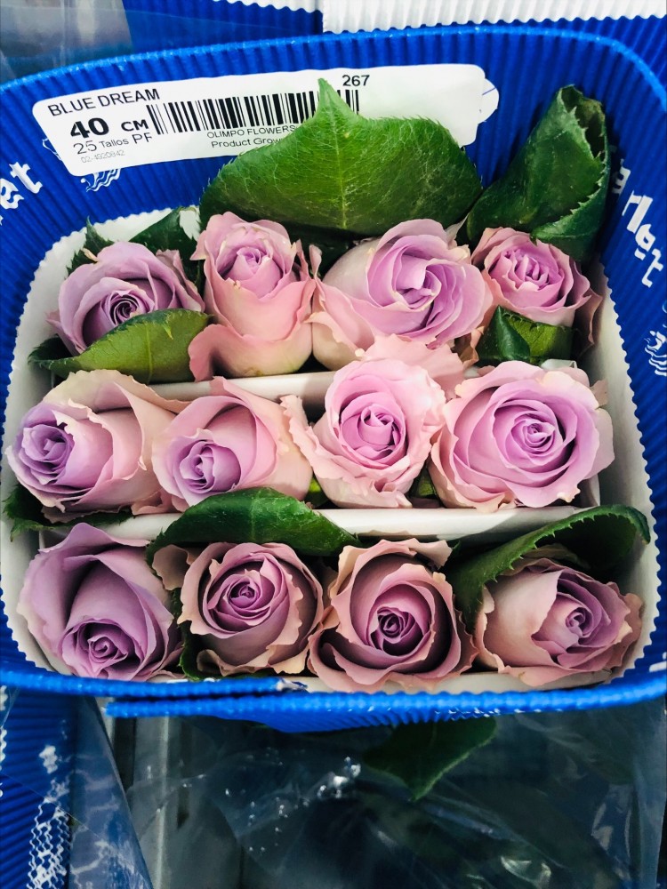 Rose Blue Dream multicolor 50 A1 Rose Blue Dream 50 A1 Flower Village EC buy wholesale on M-Flowers
