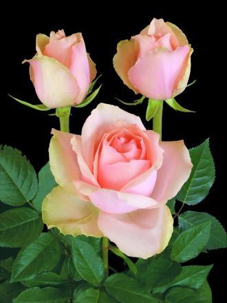 Rose Tamara peach 70 A1 Ceres Farms Ecuador buy wholesale on M-Flowers