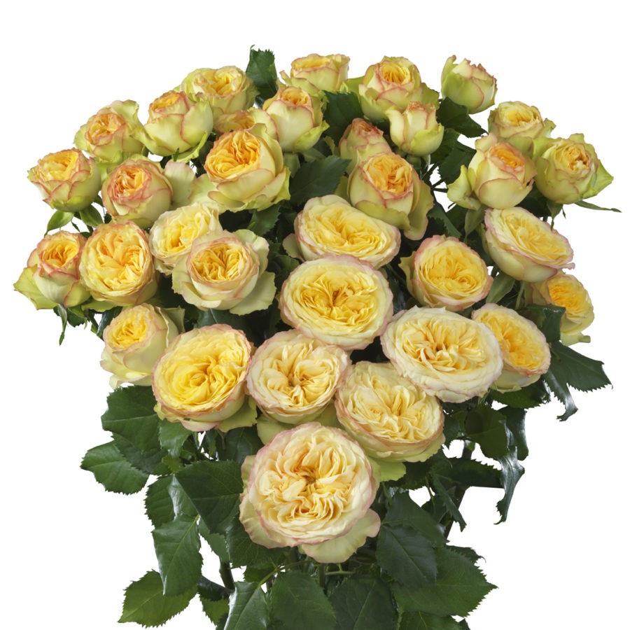 Spray roses Yoga trendsetter yellow 40 A1 PANOCAL INTERNATIONAL LTD Kenya buy wholesale on M-Flowers