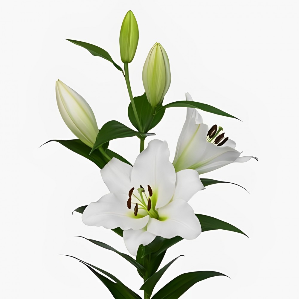 Li Ot TISENTO 4+ white 100 A1 Decorum Netherlands buy wholesale on M-Flowers