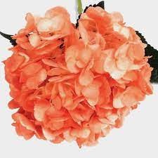Hydrangea orange premium orange 60 A1 Surandina de flores Colombia buy wholesale on M-Flowers