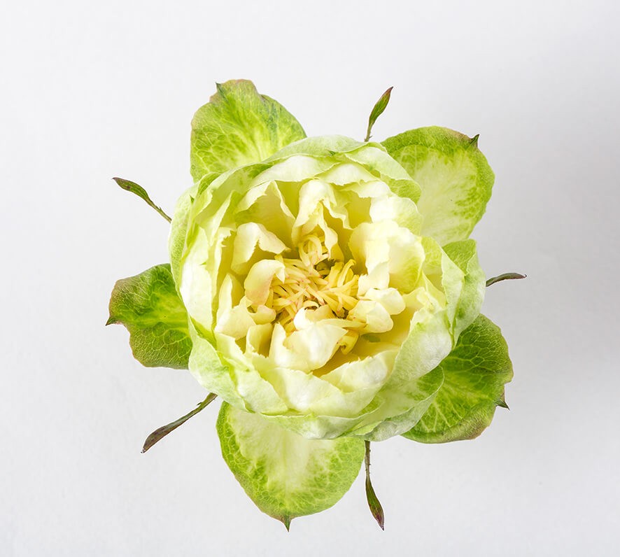 Rose Veggie green 60 A1 Hoja Verde Ecuador buy wholesale on M-Flowers