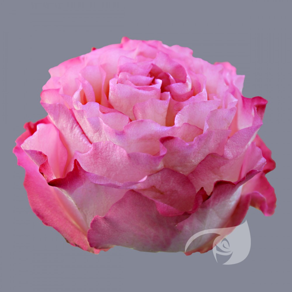 Rose Enchantment pink 40 A1 Tierra Verde Ecuador buy wholesale on M-Flowers