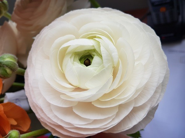 Ranunculus Hanoi light-pink 50 A1 QUALIFE CN Ranunculus Hanoi 50 A1 QUALIFERUS RU comprar al por mayor en M-Flowers