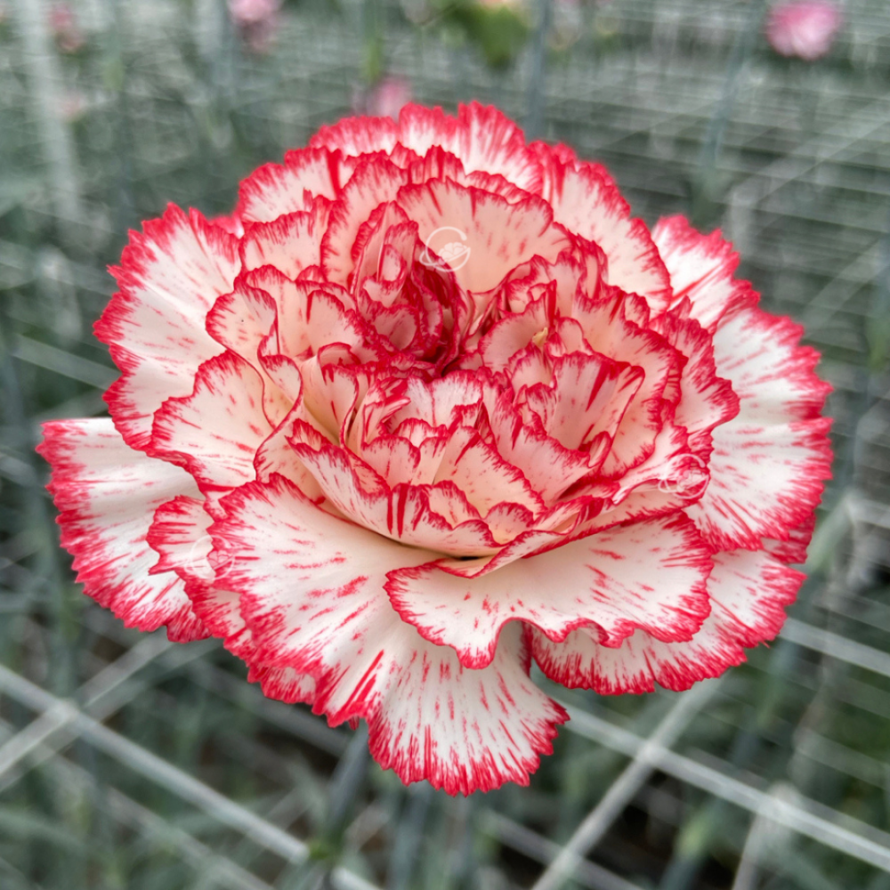 Carnation Sorriso multicolor 70 A1 Carnation Sorriso 70 A1 KM FLOWERS EC купить оптом на M-Flowers