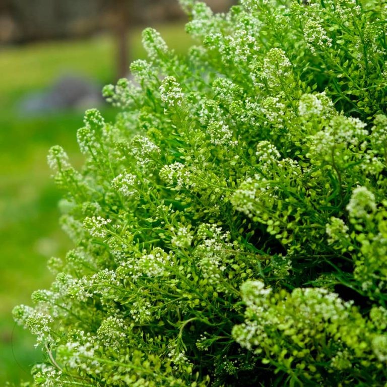 Lepidium Green Dragon 60 A1 GOLDEN TULIP FARMS LTD KE buy wholesale on M-Flowers