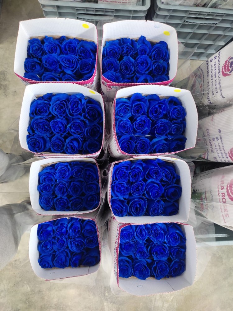 Rose Mondial Blue 60 A1 AGRICOLA SANTINO FLOWERS CIA.LTDA EC buy wholesale on M-Flowers