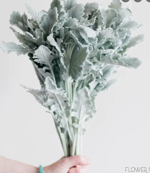 DUSTY MILLER DUSTY MILLER 60 A1 Much Flowers EC buy wholesale on M-Flowers