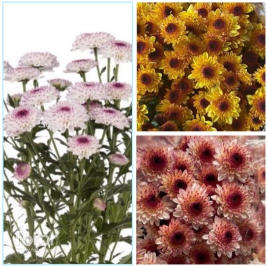 Spray Chrysanthemum Abbey multicolor 55 A1 FRESH EXCHANGE FZCO Kenya buy wholesale on M-Flowers