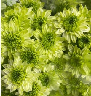 Spray Chrysanthemum Avacado 55 A1 FRESH EXCHANGE FZCO KE buy wholesale on M-Flowers