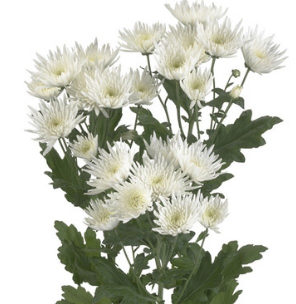 Spray Chrysanthemum Anastasia White white 55 A1 FRESH EXCHANGE FZCO Kenya buy wholesale on M-Flowers