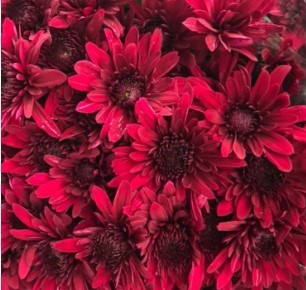 Spray Chrysanthemum Barca Red 55 A1 FRESH EXCHANGE FZCO KE buy wholesale on M-Flowers