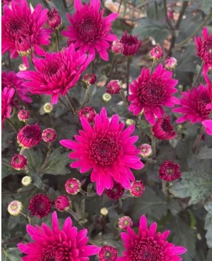 Spray Chrysanthemum Barca Splendid dark-pink 55 A1 FRESH EXCHANGE FZCO Kenya buy wholesale on M-Flowers