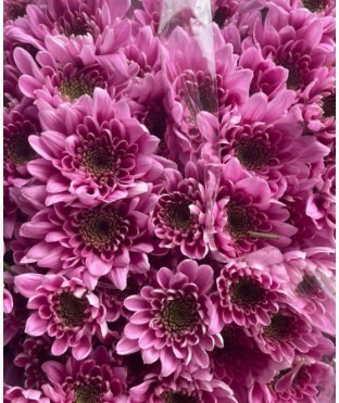 Spray Chrysanthemum Belicia 55 A1 FRESH EXCHANGE FZCO KE buy wholesale on M-Flowers