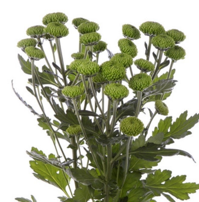 Spray Chrysanthemum Deligreen 55 A1 FRESH EXCHANGE FZCO KE buy wholesale on M-Flowers