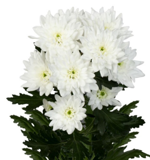 Spray Chrysanthemum Frozen white 55 A1 FRESH EXCHANGE FZCO Kenya buy wholesale on M-Flowers