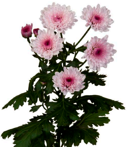 Spray Chrysanthemum Malibu light-pink 70 A1 GOLDEN TULIP FARMS LTD Kenya buy wholesale on M-Flowers