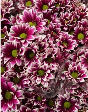 Spray Chrysanthemum Ruble multicolor 55 A1 FRESH EXCHANGE FZCO Kenya buy wholesale on M-Flowers