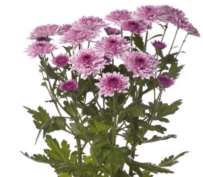 Spray Chrysanthemum Vip 55 A1 FRESH EXCHANGE FZCO KE buy wholesale on M-Flowers