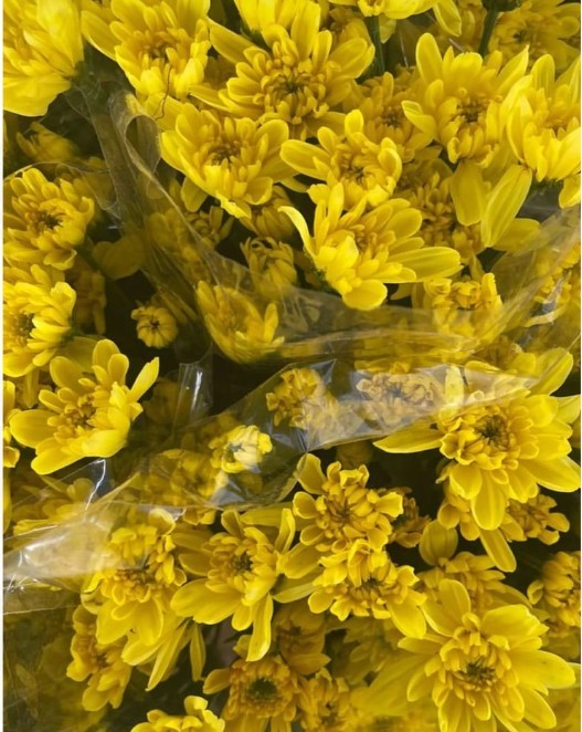 Spray Chrysanthemum Zembla Sunny yellow 70 A1 GOLDEN TULIP FARMS LTD Kenya buy wholesale on M-Flowers