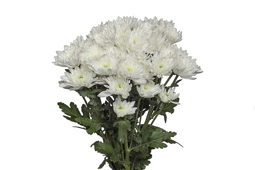 Spray Chrysanthemum Zembla White white 55 A1 FRESH EXCHANGE FZCO Kenya buy wholesale on M-Flowers