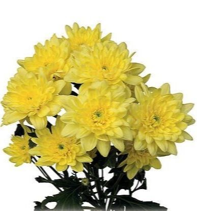 Spray Chrysanthemum Pina Colada Yellow 60 A1 SHALIMAR FLOWERS (KENYA) LTD KE buy wholesale on M-Flowers