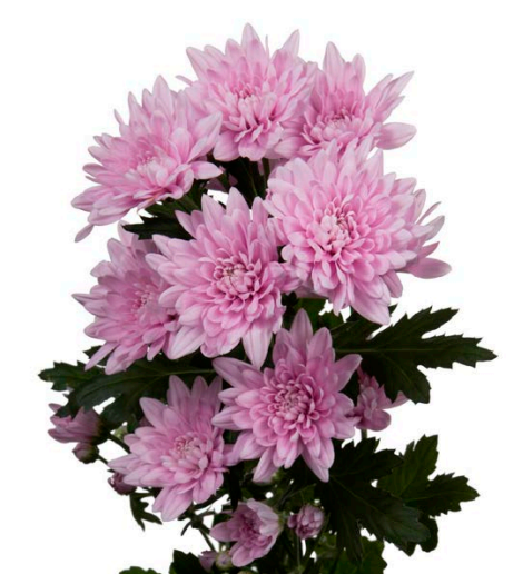 Spray Chrysanthemum Veronika 60 A1 SHALIMAR FLOWERS (KENYA) LTD KE buy wholesale on M-Flowers