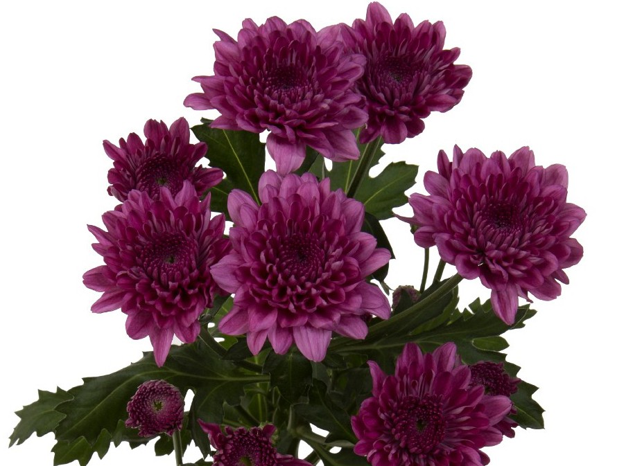 Spray Chrysanthemum Malibu Purple purple 70 A1 GOLDEN TULIP FARMS LTD Kenya buy wholesale on M-Flowers