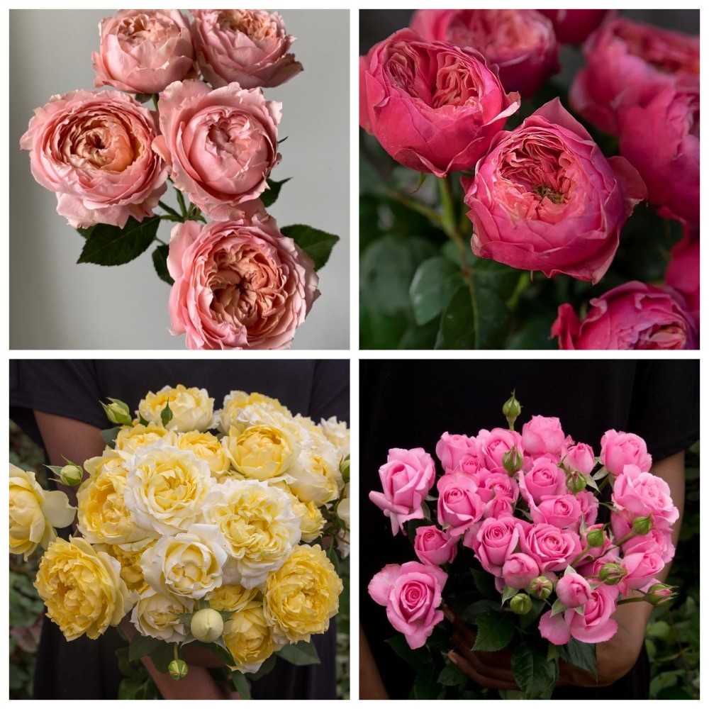 Garden Spray Rose Julieta Mix 40 A1 WINCHESTER FARM LTD (Mzurie) KE купить оптом на M-Flowers